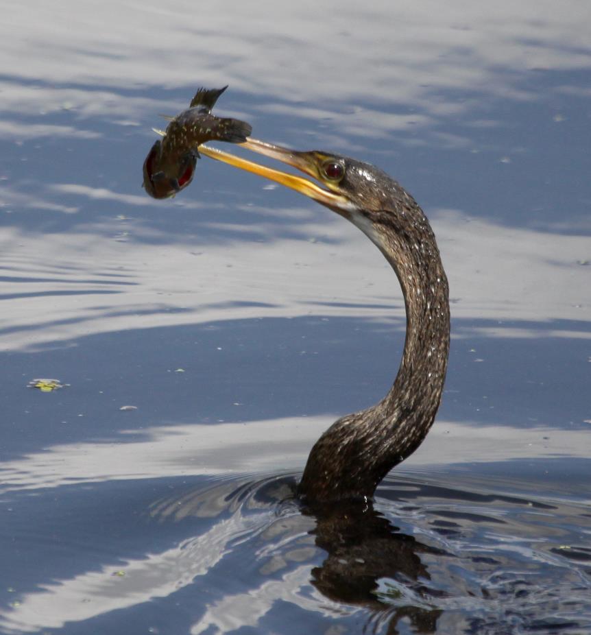 Anhinga Year round resident Dives for fish Spears fish with it s sharp beak, flips it into air, catches it, and then swallows it head first