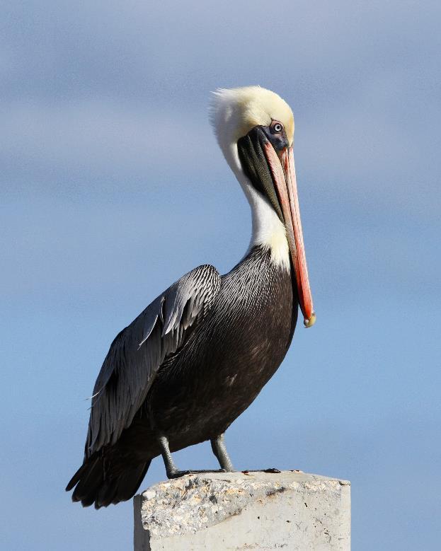 Brown Pelican Common on all waterways in Florida: Ocean, Inter-coastal Waterway, Canals, Lakes, and Ponds Year round resident Eats fish, often