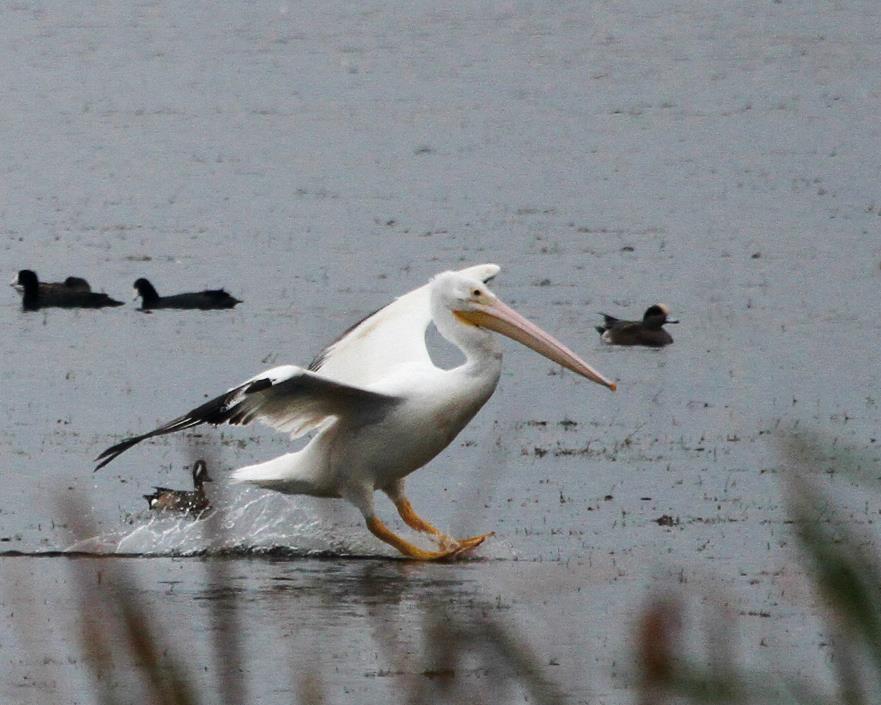American White Pelican Winter resident Eats fish in shallow water Can be found at the edge of the Everglades: -Wellington Environmental
