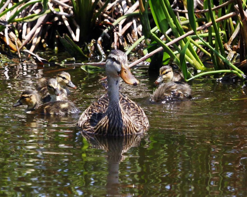 Mottled Duck Most common wild duck in Palm Beach County Year round resident Dabbling duck:
