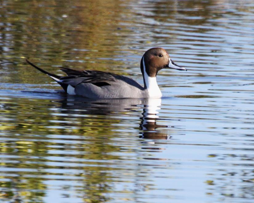 Northern Pintail Male Female Winter resident, breeds in
