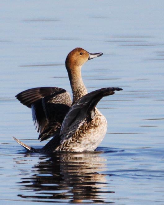 and southern Canada Dabbling duck: feeds on seeds of