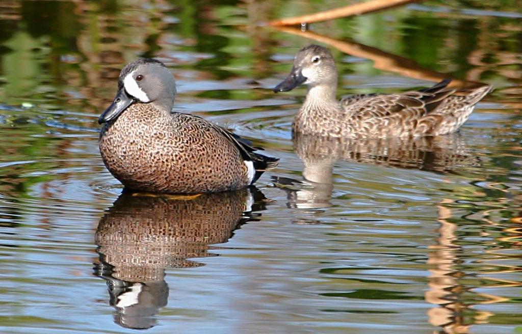 Blue-winged Teal Winter resident, breeds in northern U.S.