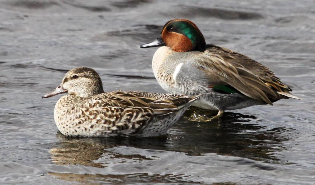 Green-winged Teal Winter resident, breeds in northern U.S.