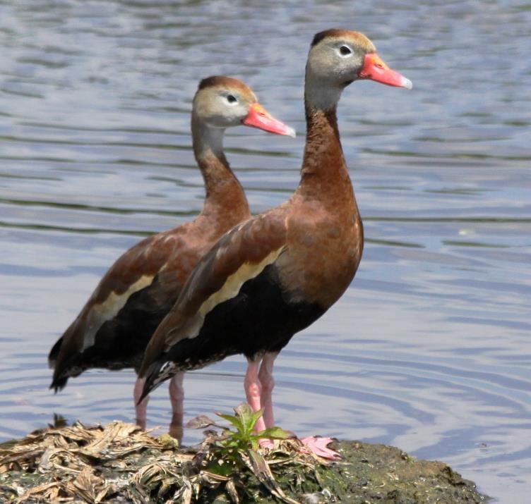 Black-bellied Whistling Duck Year round resident Dabbling duck: feeds on plants in