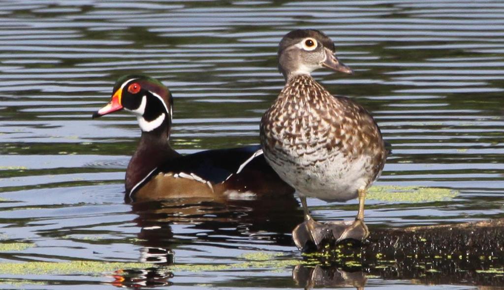Wood Duck Year round resident Dabbling duck: feeds on plants in shallow water Male is very brightly
