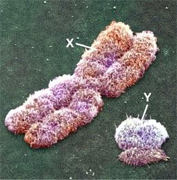 What are sex-linked genes? à genes found on a sex chromosome X-linked genes are genes found on the X chromosome, symbolized by X r, X R, Y.