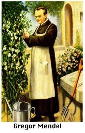 Gregor Mendel The Father of Genetics Austrian monk that studied and experimented with pea plants Looked at characteristics like