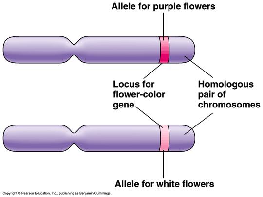Alleles Different versions of the same gene Located on homologous chromosomes Can be