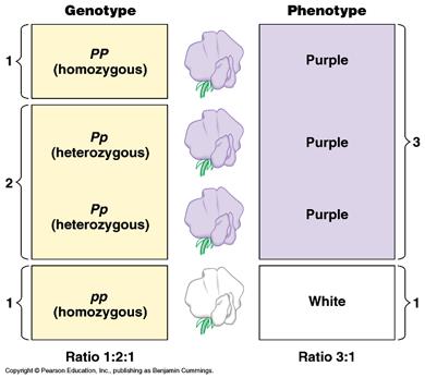 Genotype vs Phenotype Genotype the GENES the organism has the specific letters (alleles) that an organism