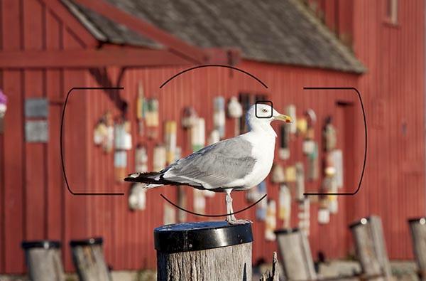 Figure 136 - Gull in front of Motif No. 1 Building, Rockport, Mass - Because autofocus works by looking for contrast, here I have selected a single AF Point and located it at the gull s eye.