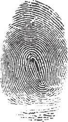Fingerprint Classes There are 3 specific classes for all fingerprints based upon their visual pattern: arches, loops, and