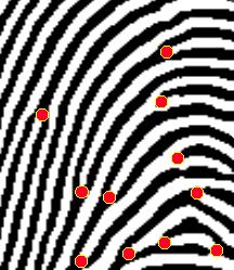 1 The uniqueness of a fingerprint can be determined by the pattern of ridges and valleys. Fingerprints also have minutiae points, which are points where the ridge structure changes.