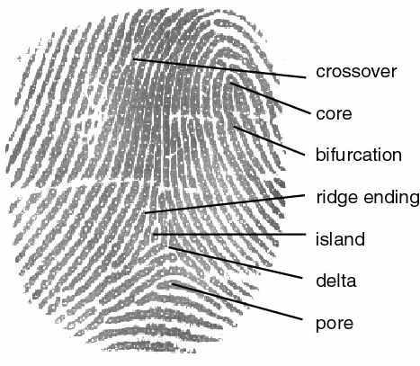 Ridge Characteristics Use these characteristics as points of identification