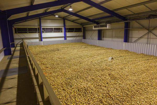 Potato Storage Matching supply & demand requires storage on site Storage time ~1 year New harvest is