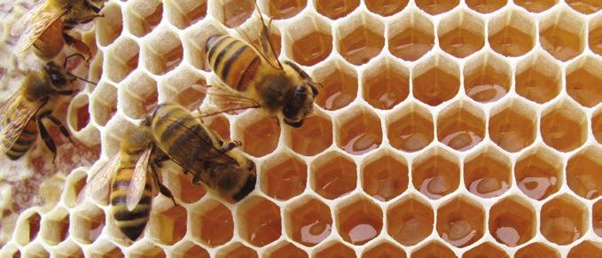 By choosing beeswax products you are directly contributing to the health and proliferation of honeybees.