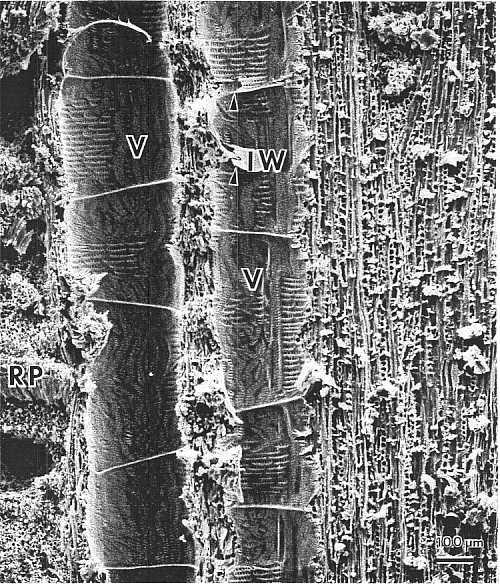 Some intrawall failure does occur in the vessels (arrow), but the breaks are generally clean. There did not appear to be any differences in failure between diffuse-porous and ring-porous hardwoods.