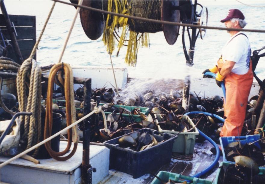 Ecologically and economically important Object of a bait fishery - A new fishery, expanded greatly in late 1990s Value of