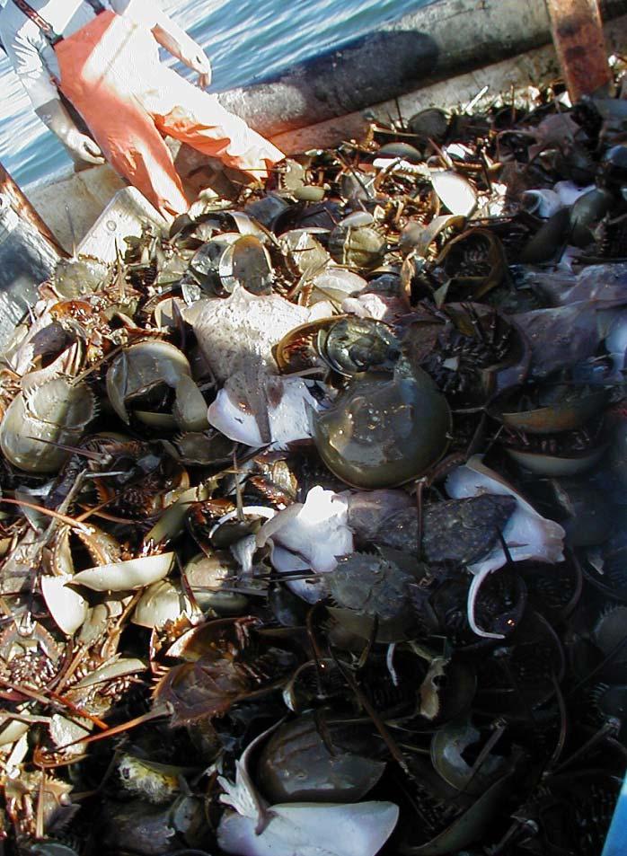 Results 76 species taxa were found in bycatch in commercial trawls: At SOUTHERN SITES, horseshoe crabs were caught with: knobbed and channeled whelks, clearnose skate, southern stingray, spider crab,