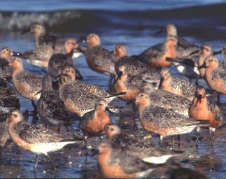 Shorebird interaction Focal species, red knot 67-88% population decline