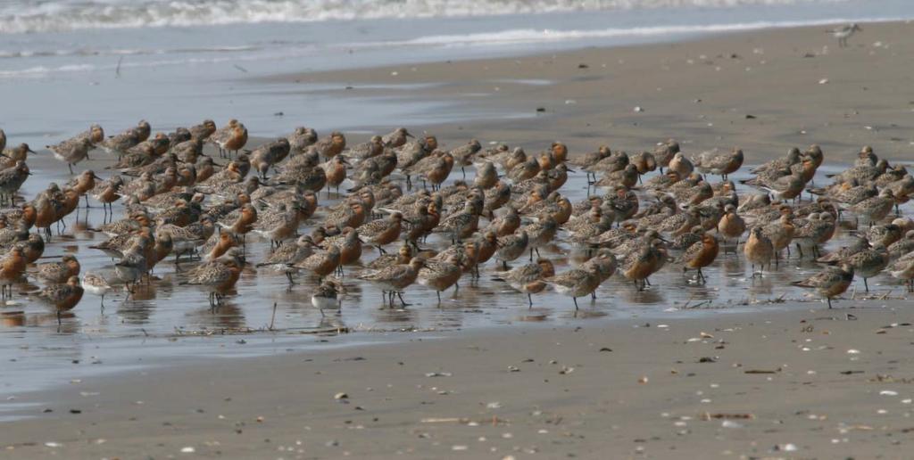 Red knots in coastal Virginia: 1) To determine if the Delaware Bay and Virginia red
