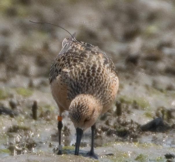 -Compared prey abundance between red knot