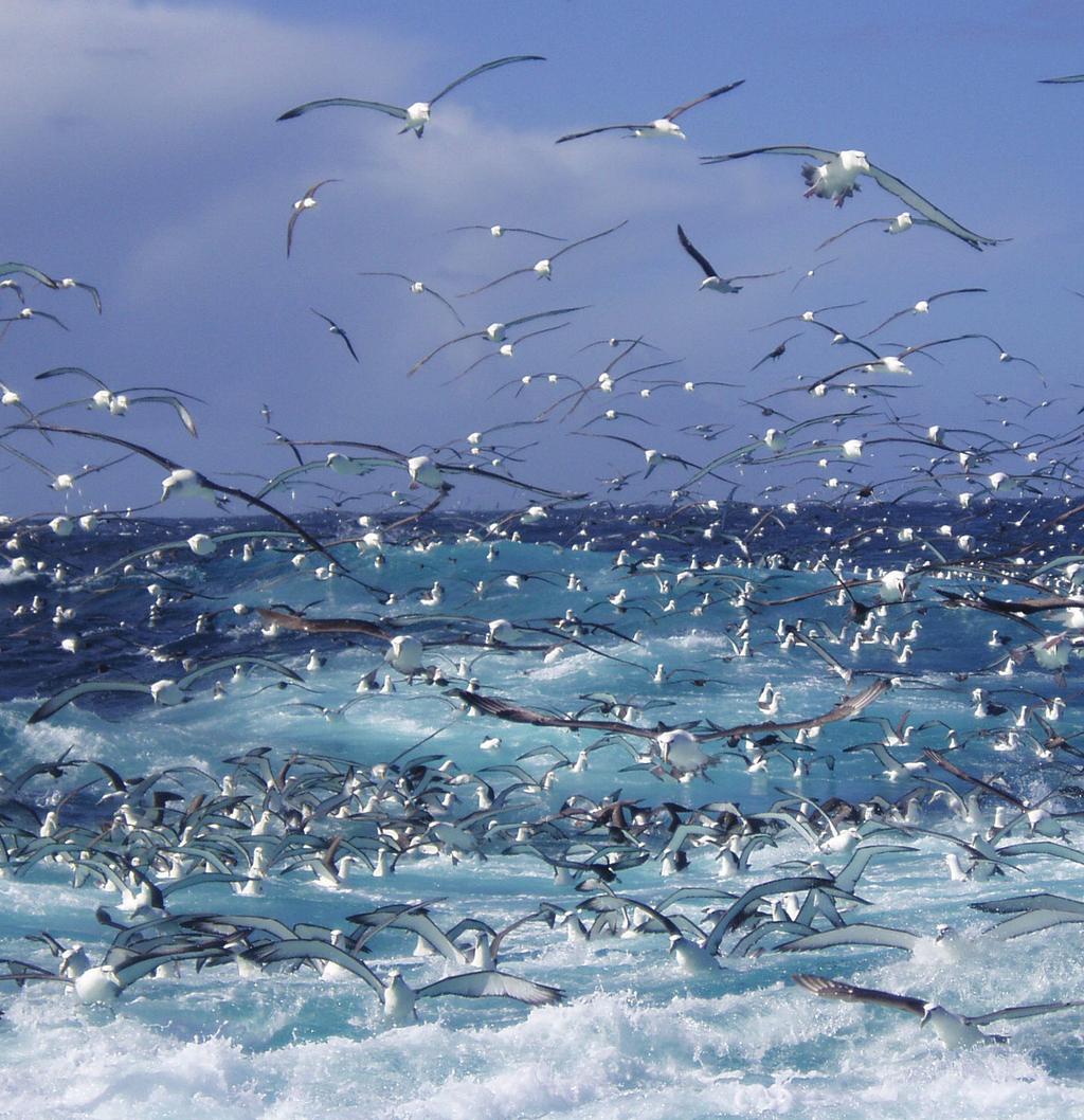 National Plan of Action 2013 to reduce the incidental catch of seabirds in New Zealand Fisheries Ministry for