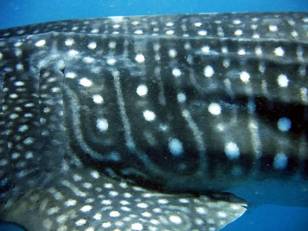Photographic identification has several advantages over conventional tagging, particularly for a large threatened species like the whale shark.