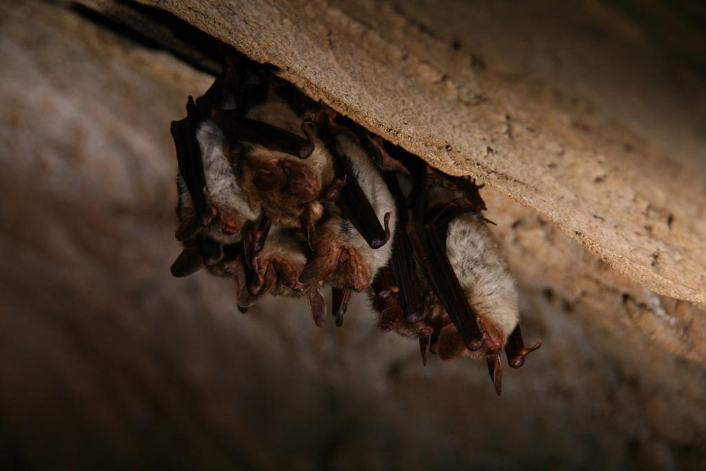 Who we are? The Romanian Bat Protection Association (RBPA) is a nonprofit organization established in 2000. Brings together those people from Romania that deal with the study and conservation of bats.