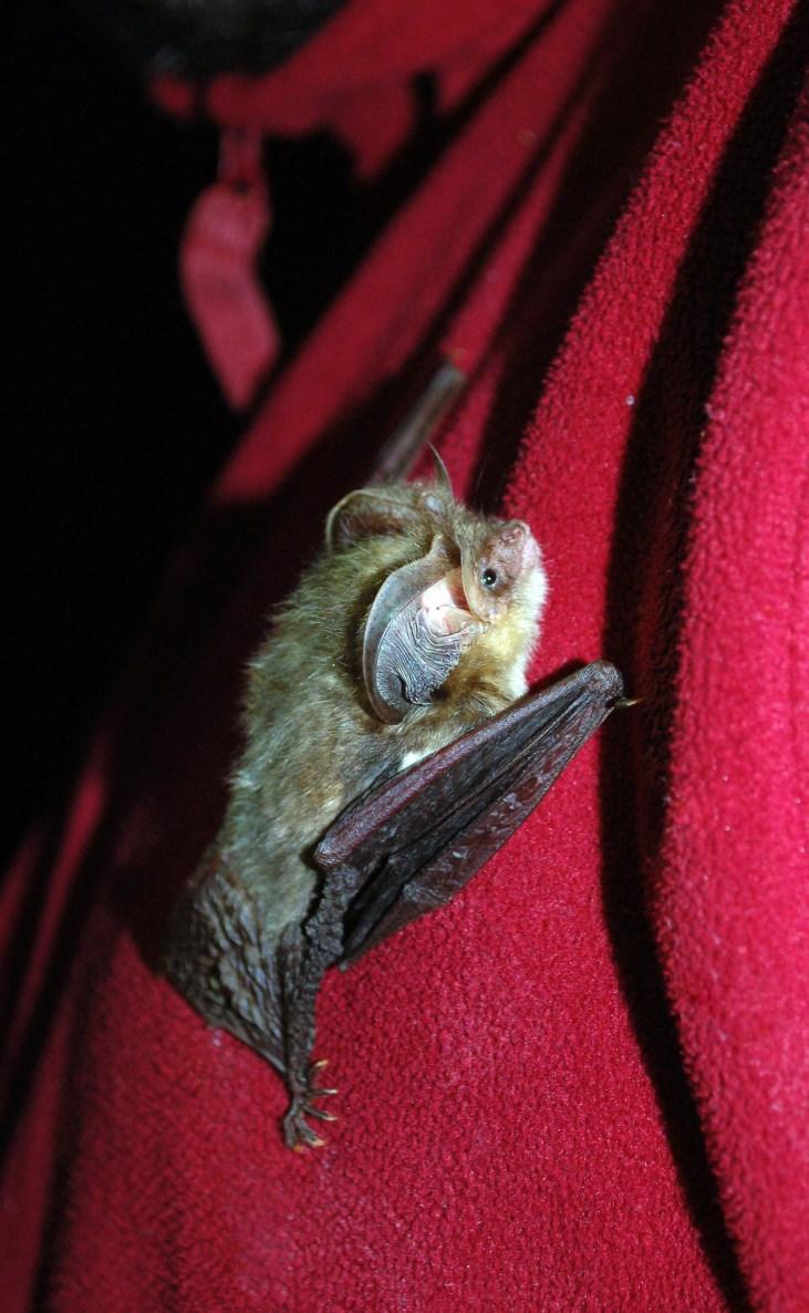 Romanian Bat Protection Association Ecological Researches on bats Our team