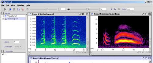 Sound software for biologists Raven (The Cornell Lab