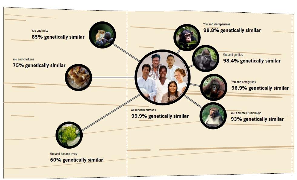 Genetic similarity Reflects genealogy (relationships) and can help trace
