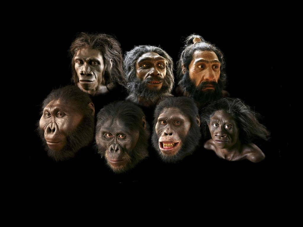 Homo erectus (female) Lived 1.