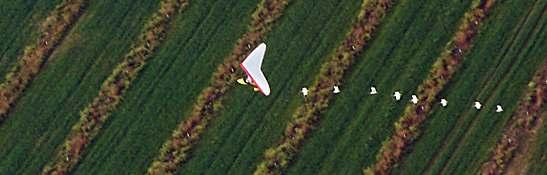 Do you know whose ultralight this is? It's Mr. Brooke's. You can tell by the wing's red edge. He had 8 birds.
