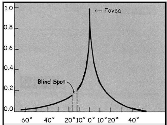 Rods provide night vision. Bi-polar cells perform initial image processing in the retina.