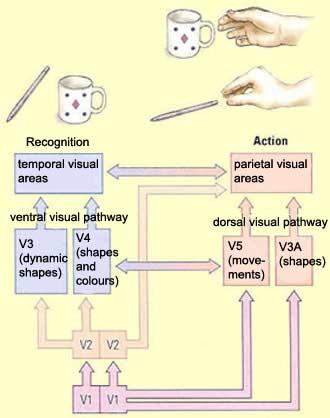 The ventral visual pathway (purple) is used in recognizing objects.