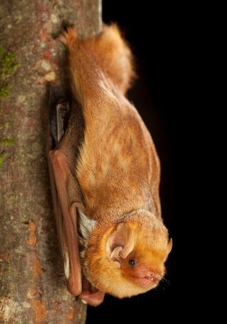 Red Bats These small bats summer and breed in the northern U.S. and Canada, and find food through the winter almost 1,000 miles away in the southernmost states. Not all bats migrate.