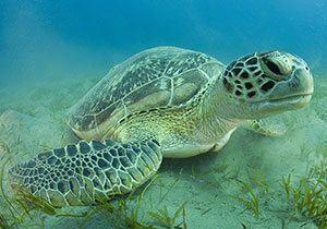 Green Sea Turtle Red Crab Seas turtles migrate between nesting areas and feeding areas.