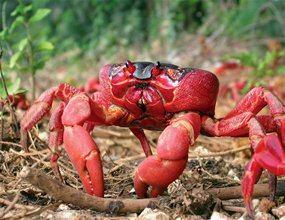 The migration to their breeding grounds can be thousands of miles. Red crabs migrate to reproduce.