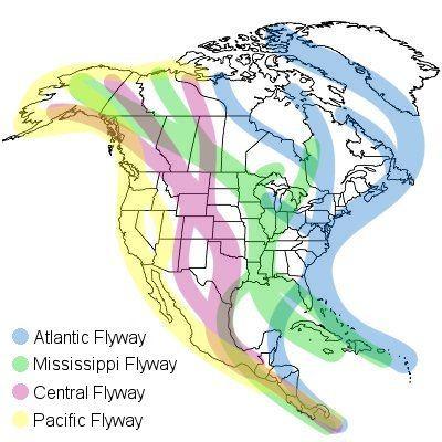 Figure 3: Map of the North American Flyways. Notice the Mississippi Flyway is used by almost all migrating birds of Illinois.