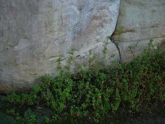 Vegetation also assists in protecting the rock paintings from direct rain or sunshine.