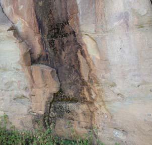 Shrubs too close to the painted area Tree growing in a rock crack It is important to remember that drastic changes to vegetation