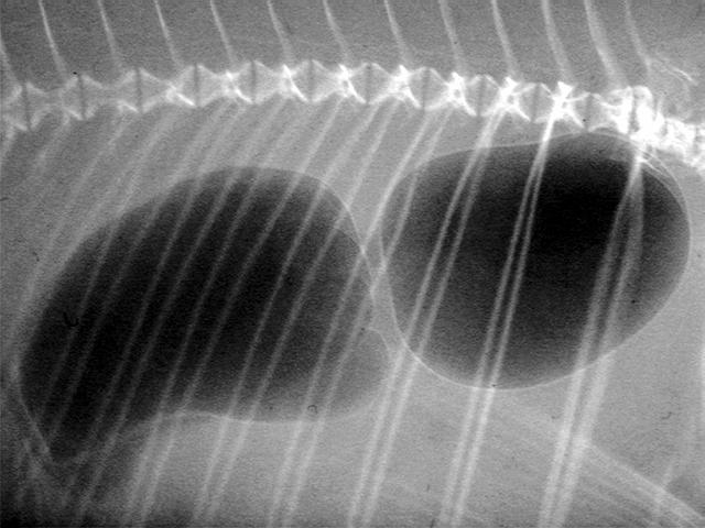 Practical Application of PC-imaging Radiographic image of fish air bubbles X-ray tube /IRO-product/ Mo-target U=30kV I=0.