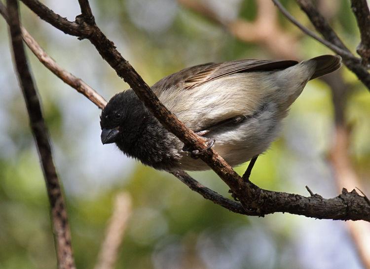 Medium Tree-Finch is endemic to the island of
