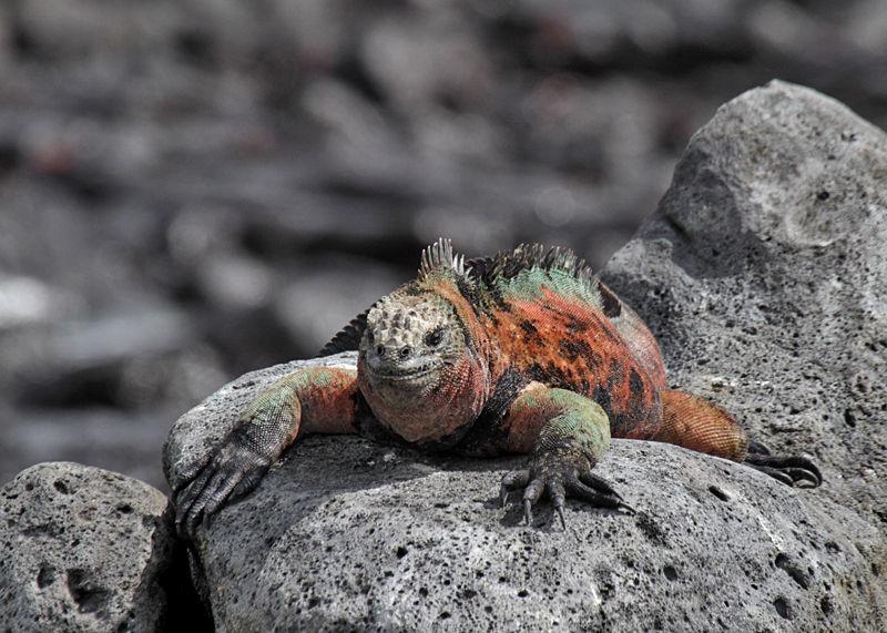 Marina Iguana is common and widespread in Galápagos, but vary widely through the archipelago: giant ones occur on
