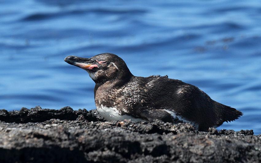 Like much of the wildlife in this archipelago, the Galápagos Penguin is a little