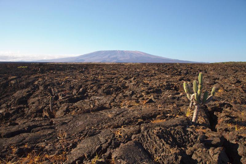 species in the tropics The strange lava fields at Punta Moreno of Isabela (photo
