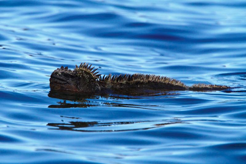 Like much of the wildlife in the Galápagos the Marine Iguana is a little different