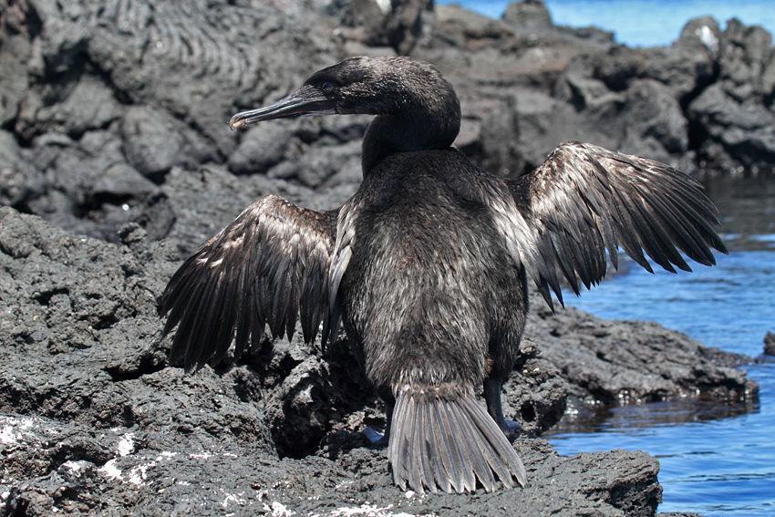 Sloan) Flightless Cormorant: an endemic species, and the only member of the family