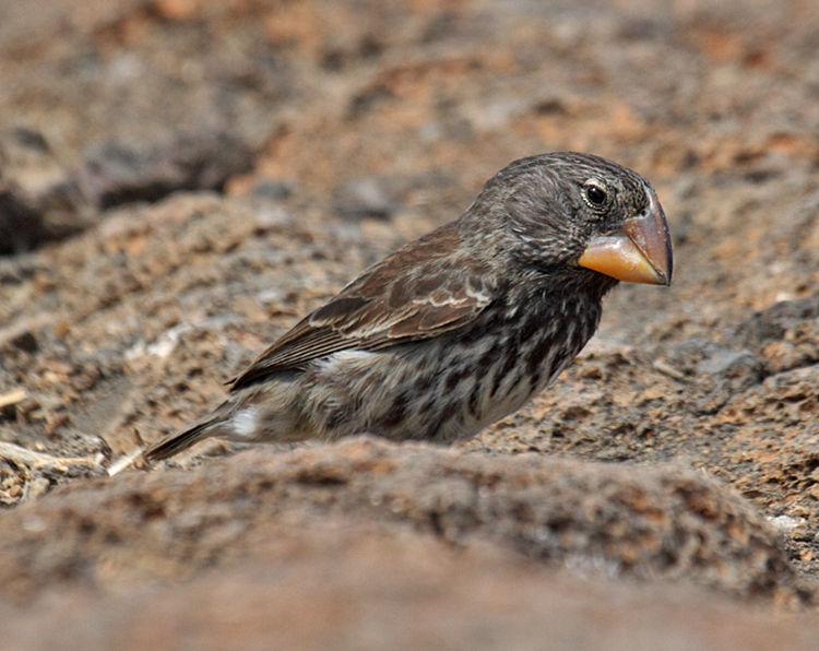The Large Ground-Finch possesses a massive head that appears out of proportion to the rest of its body.